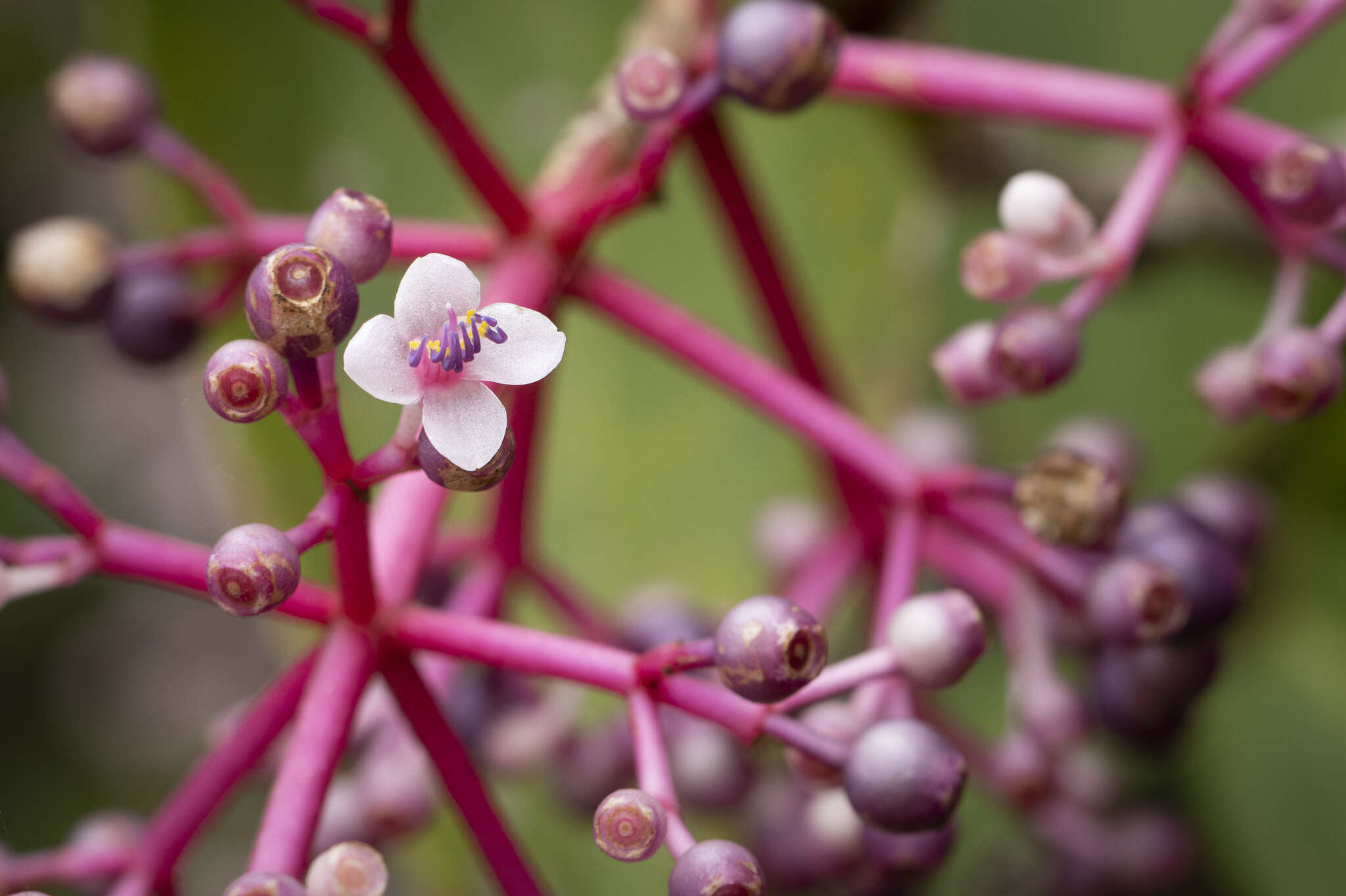 Слика од Medinilla formosana Hayata