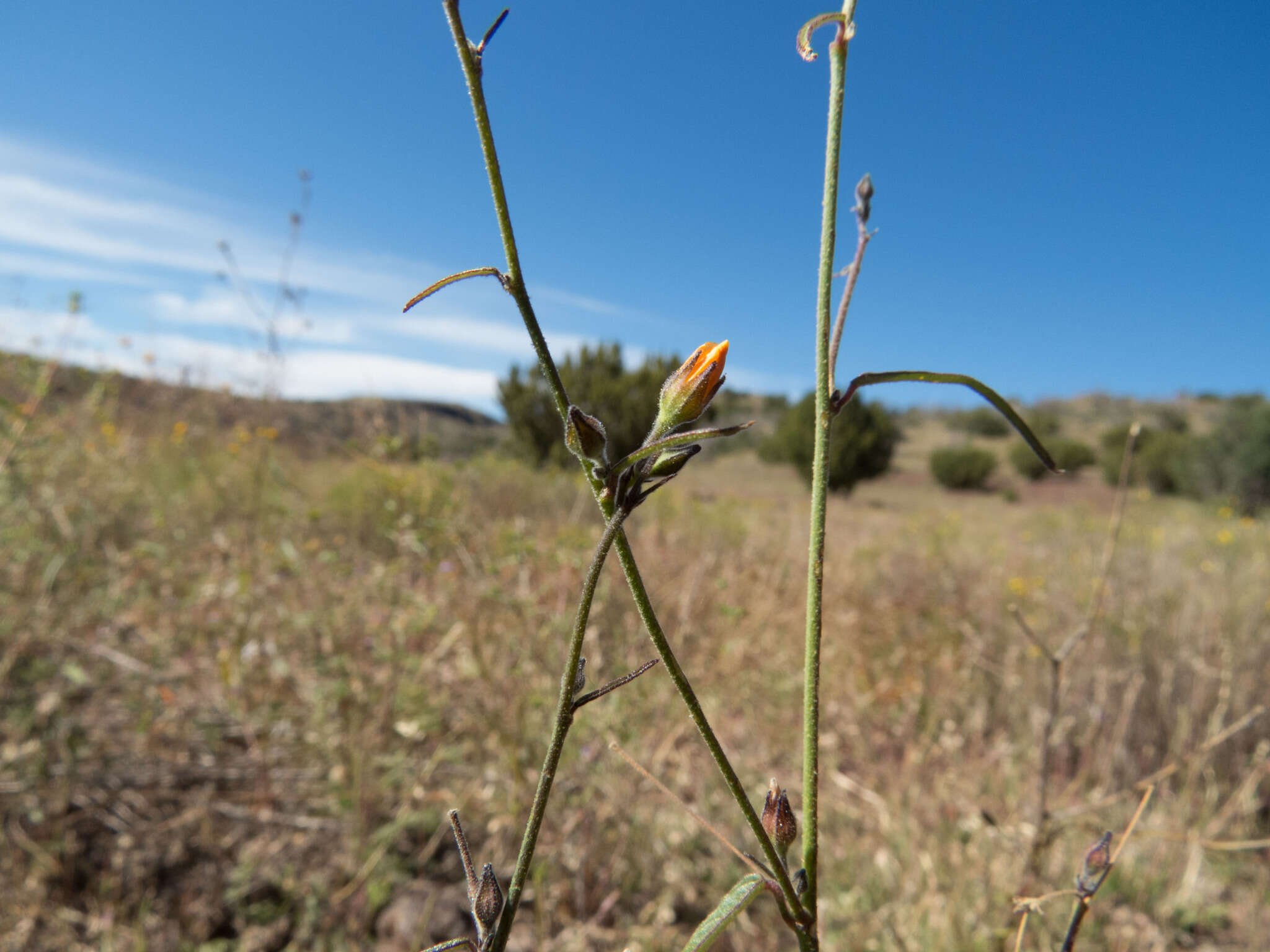 Image of field anoda