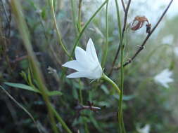 Wahlenbergia akaroa J. A. Petterson resmi