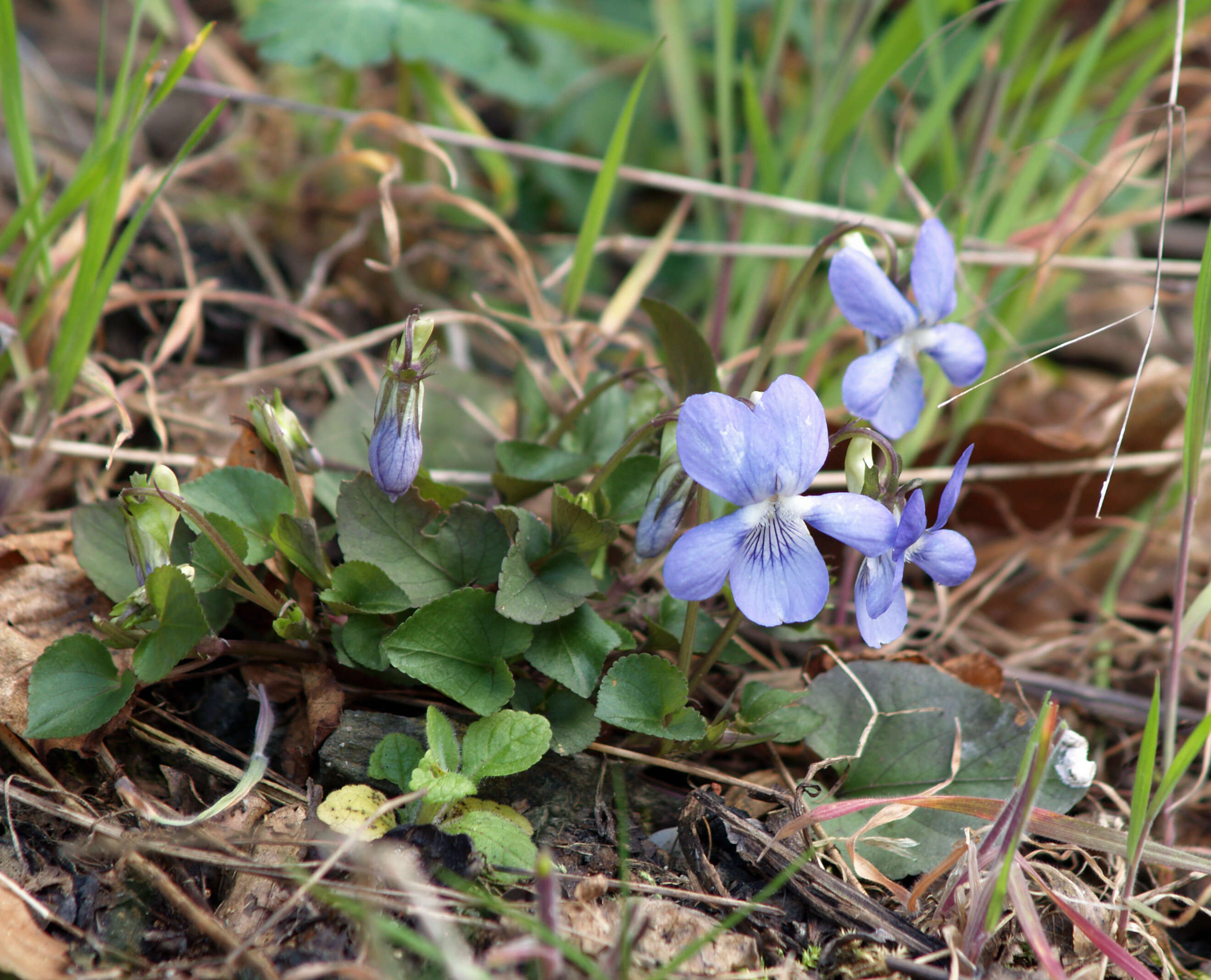 Image of common dog-violet