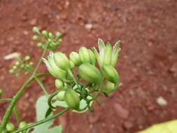 Image of Adenia cissampeloides (Planch. ex Hook.) Harms