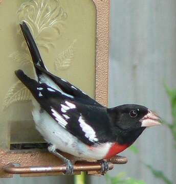 Image of Rose-breasted Grosbeak