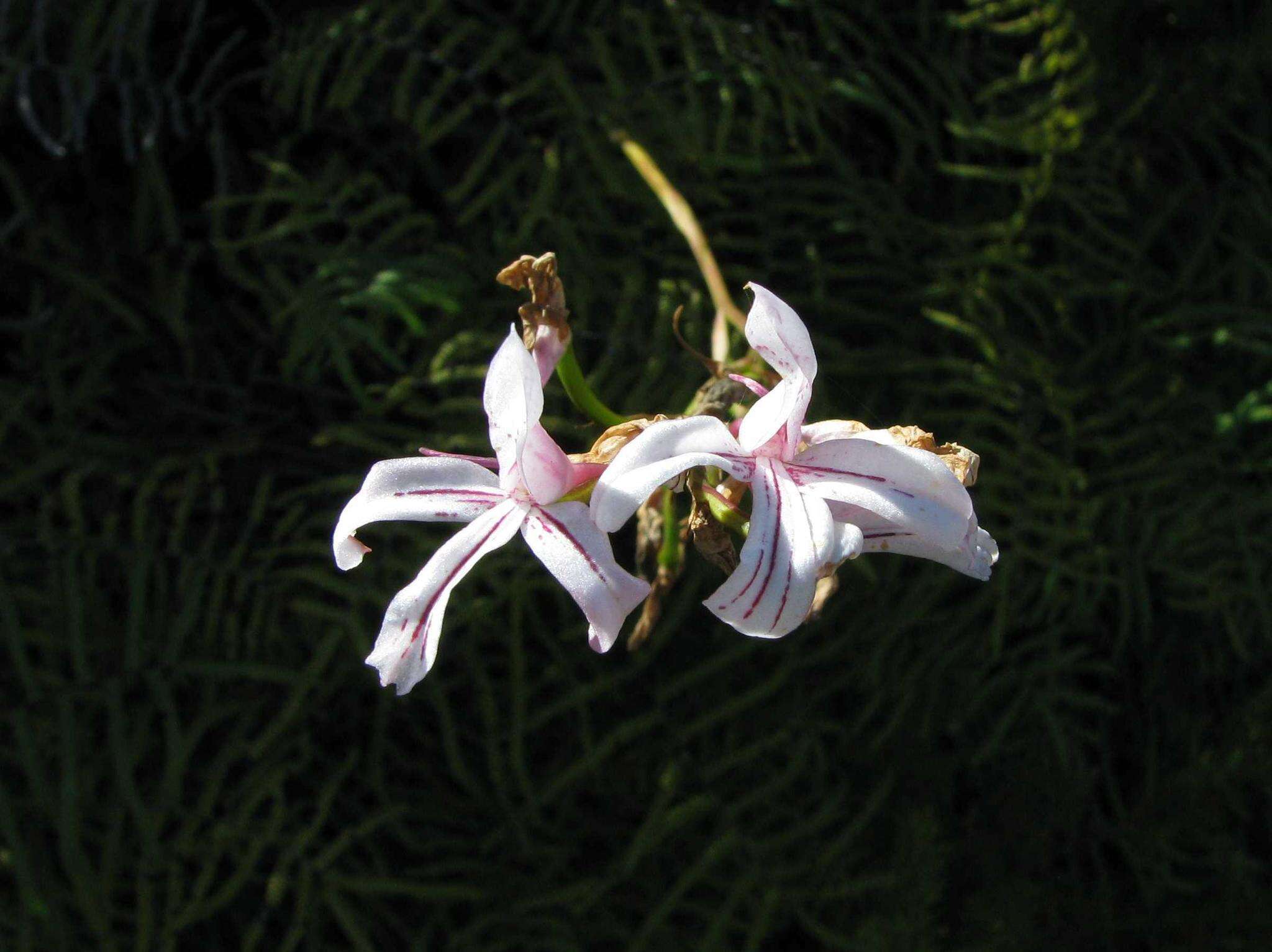 Image de Disa gladioliflora Burch. ex Lindl.