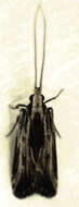 Image of Sarisophora leucoscia Turner 1919