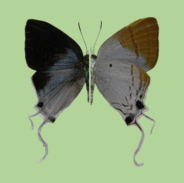 Image of <i>Zeltus etolus</i> (Fabricius 1787)