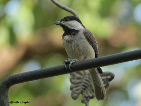 Image of Carolina Chickadee