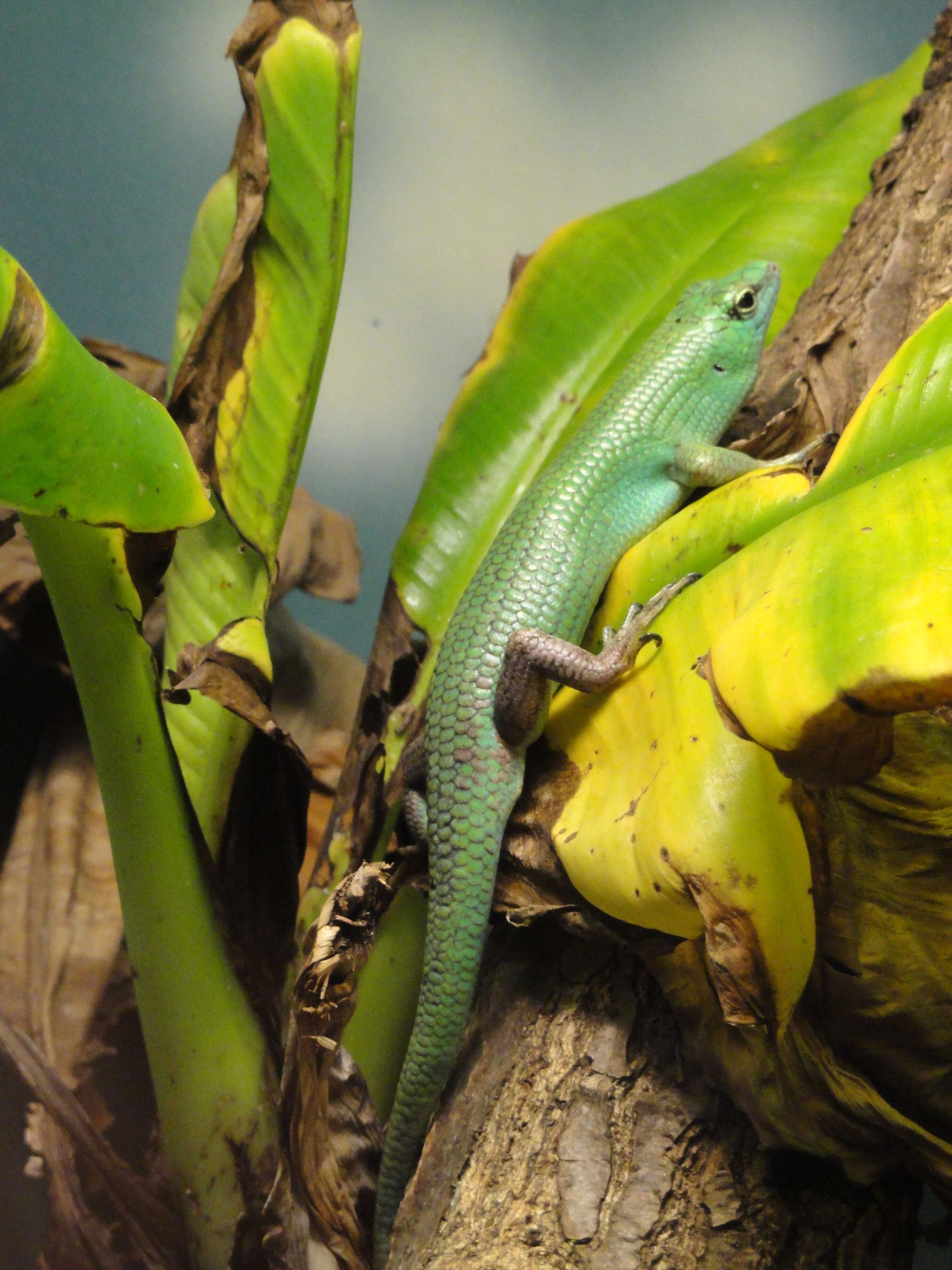 Image of Emerald Skink