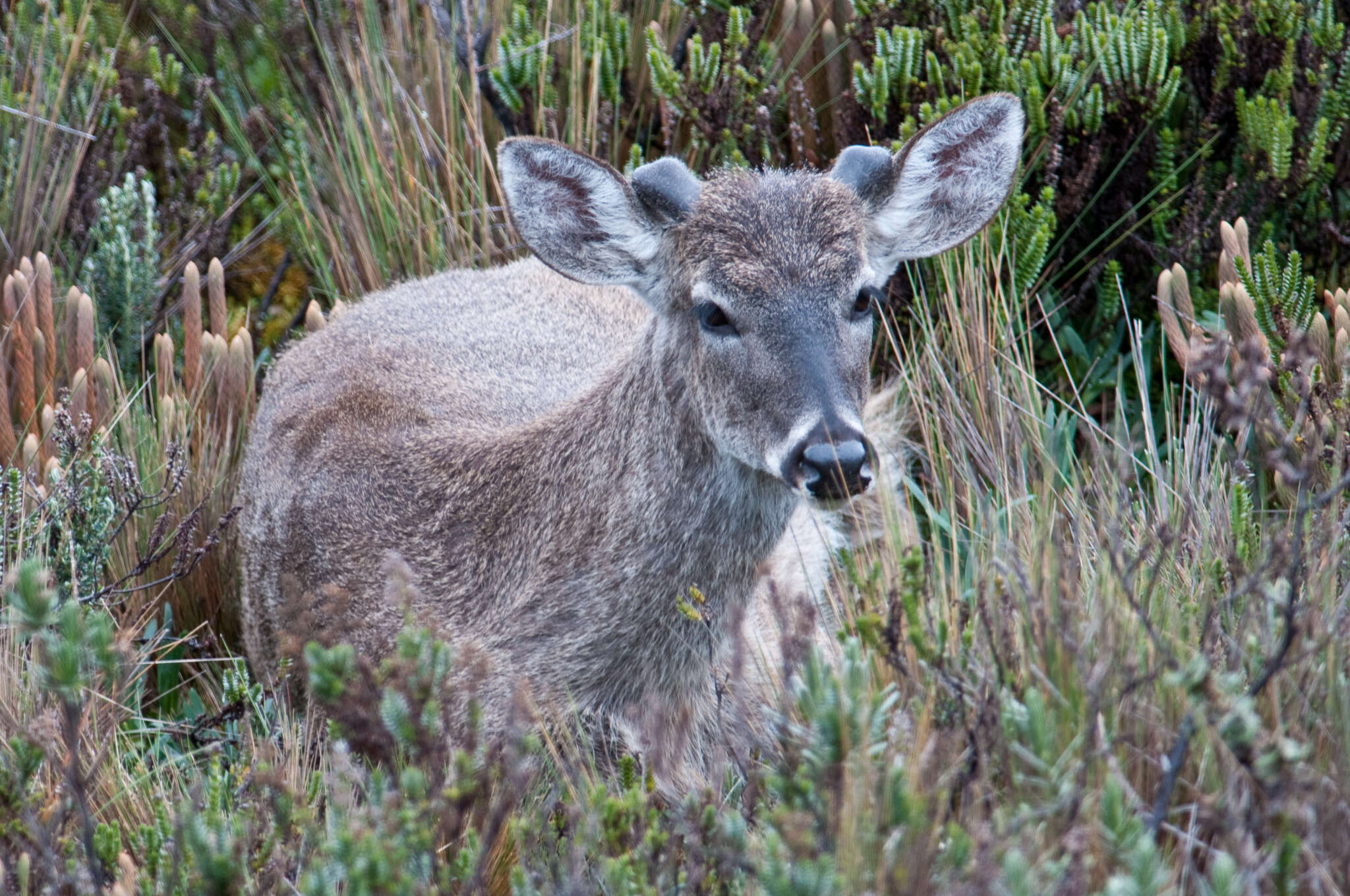 Image of Odocoileus virginianus ustus Trouessart 1910