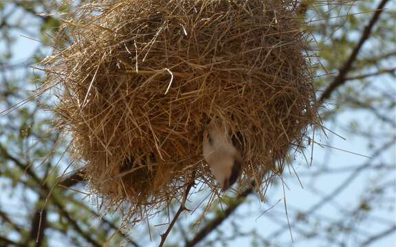 Image of Black-capped Social Weaver