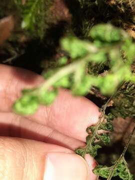 Image de Hymenophyllum badium Hook. & Grev.