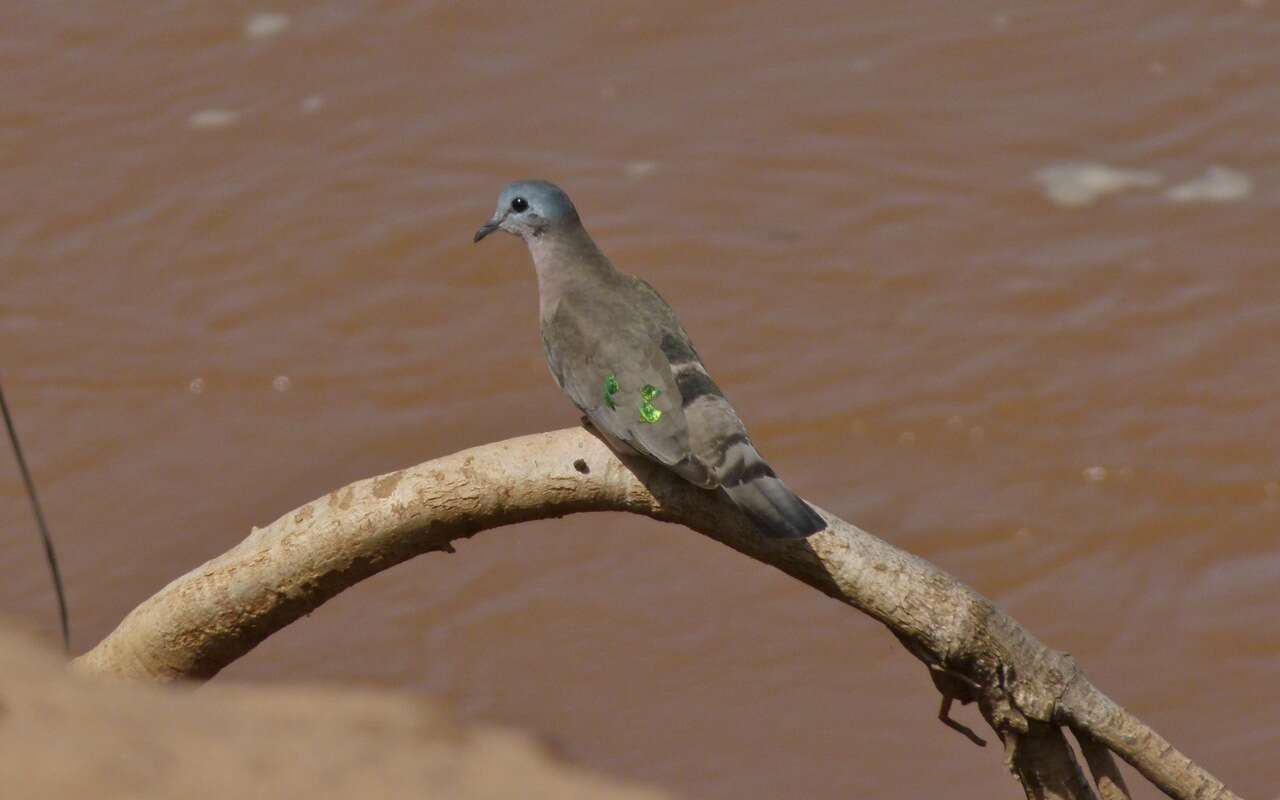 Image of Emerald-spotted Dove