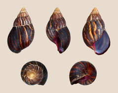 Image of Achatina immaculata