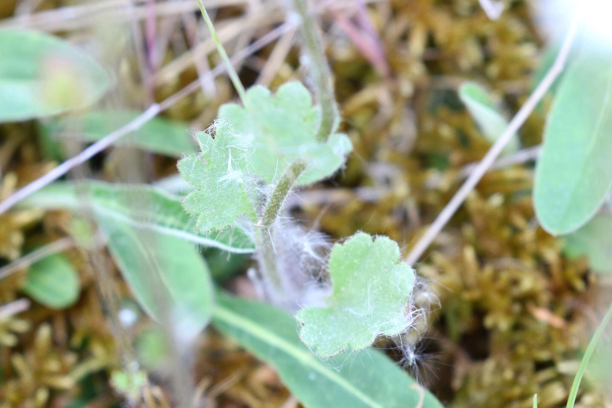 Plancia ëd Saxifraga granulata L.