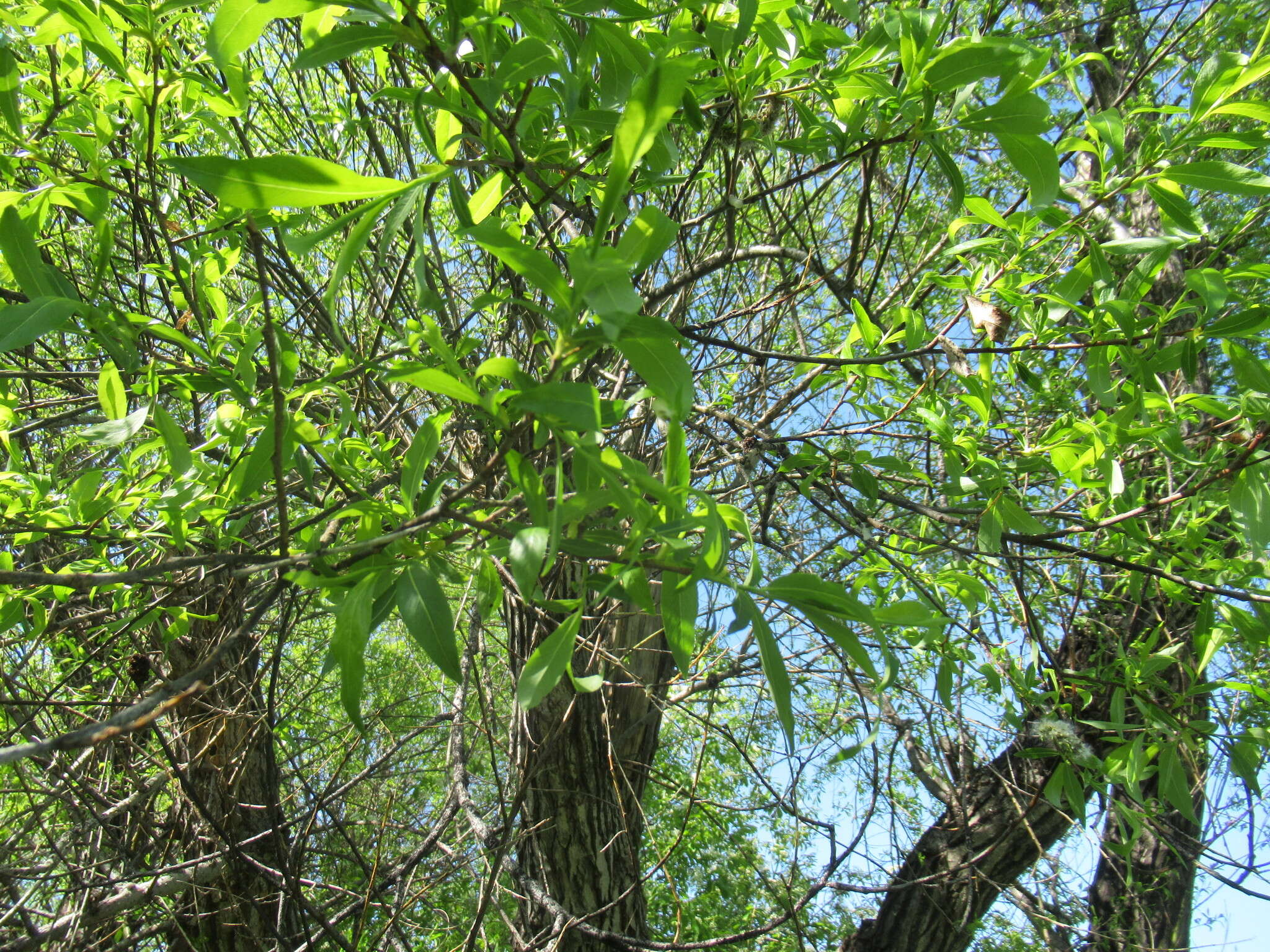 Image of Salix rorida Lacksch.