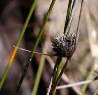 Image of Mesomelaena pseudostygia (Kük.) K. L. Wilson