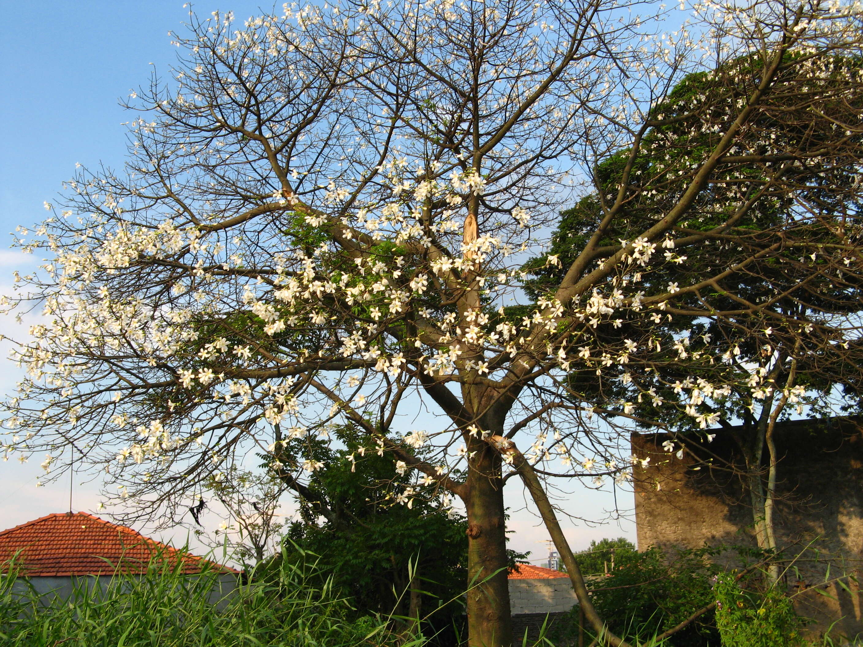 Image de Ceiba