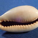 Image of mistaken cowrie