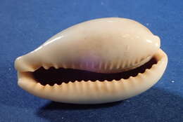 Image of mistaken cowrie