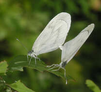 Image of Leptidea morsei Fenton 1881