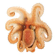 Image of spider octopus