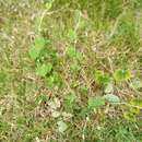 صورة Aristolochia ringens Vahl