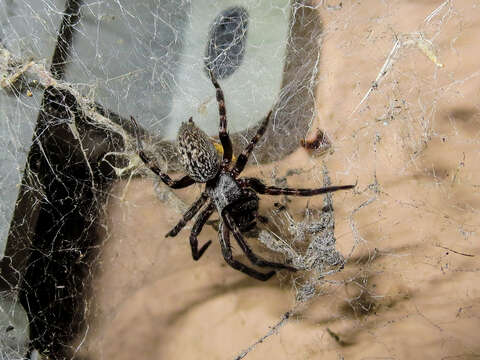 Image of Desid spider