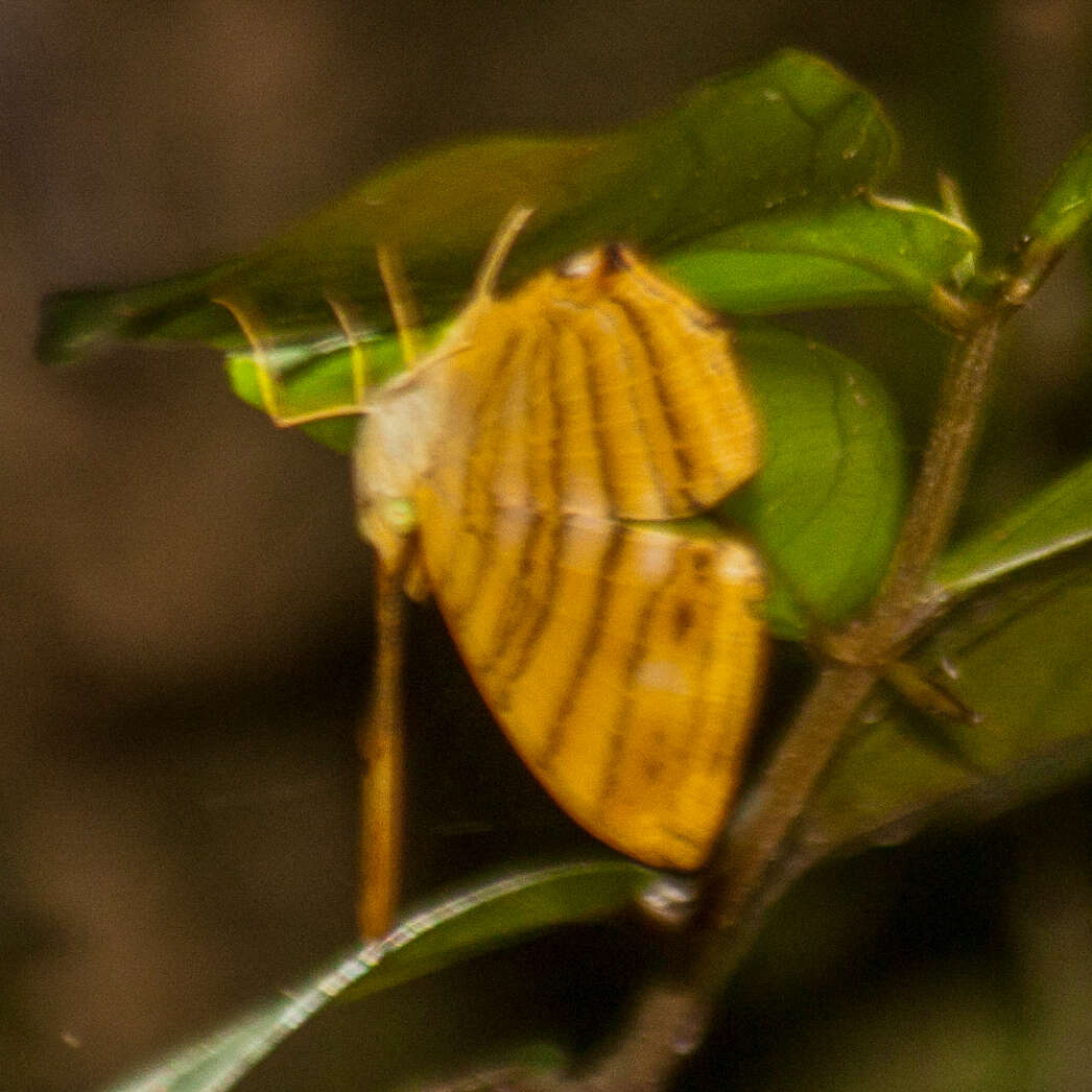 Plancia ëd Chersonesia risa risa