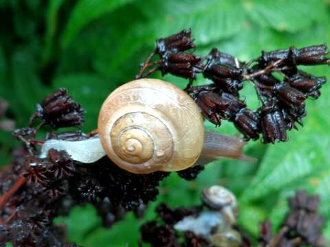 Image of brush snail