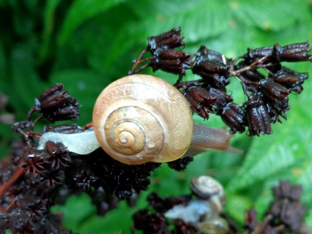 Image of brush snail