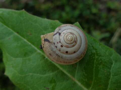 Image of Carthusian snail