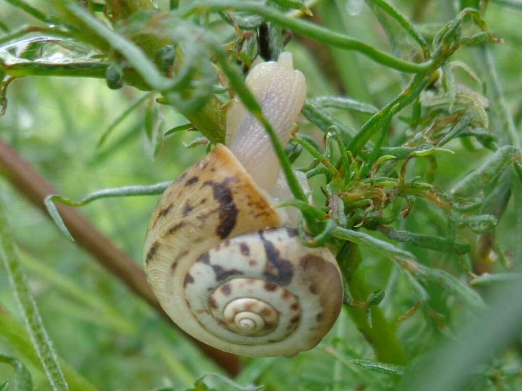 Image of Carthusian snail