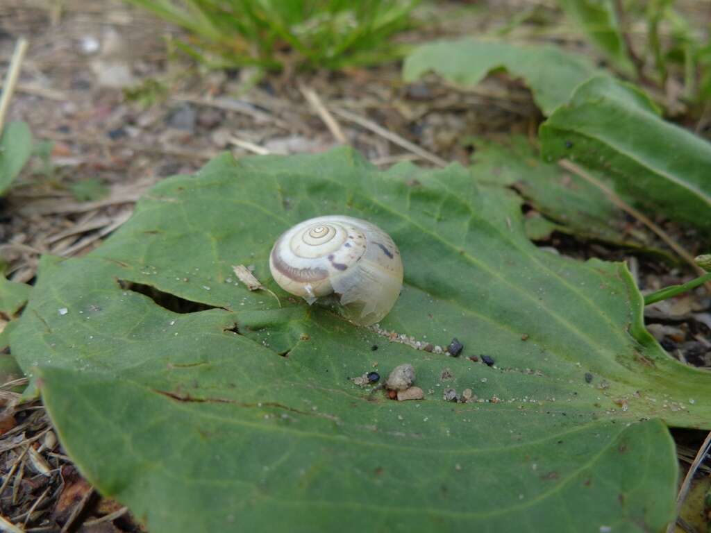 Image of Carthusian snail