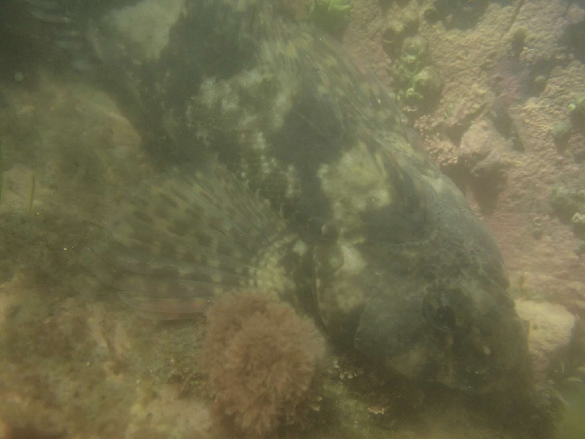 Image of Giant triplefin