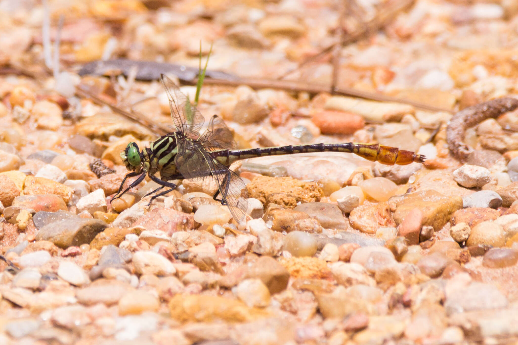 Image of Southeastern Spinyleg