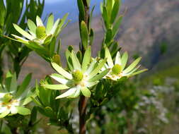 Sivun Leucadendron loeriense I. Williams kuva