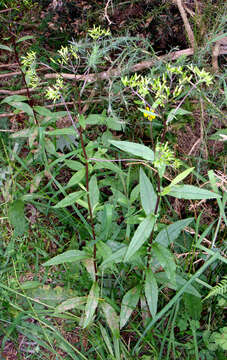 Image of Coastal Burnweed