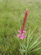 Image of Watsonia confusa Goldblatt