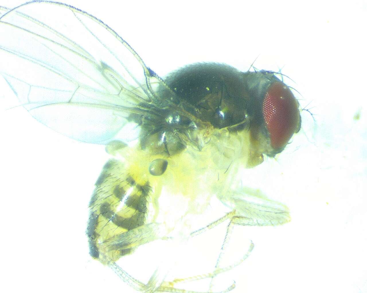 Image of Mycodrosophila dimidiata (Loew 1862)