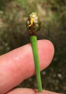 Image of Tall Yellow-Eyed-Grass