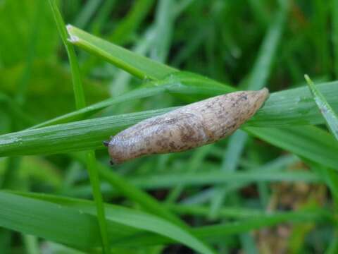 Image of grey field slug