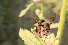 Image de Xylocopa tabaniformis pallidiventris O'Brien & Hurd 1965