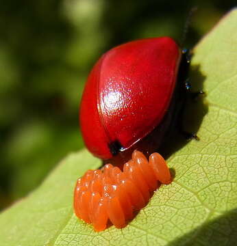 Image of Chrysomela populi