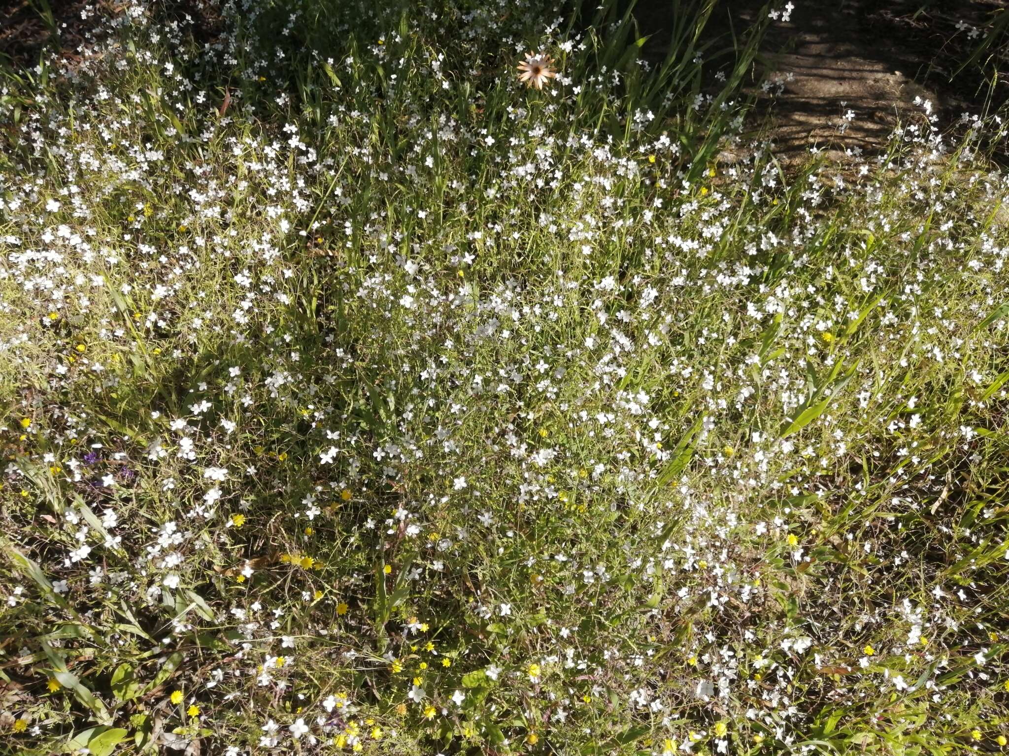 Image de Heliophila amplexicaulis L. fil.