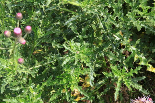 Image of Creeping Thistle