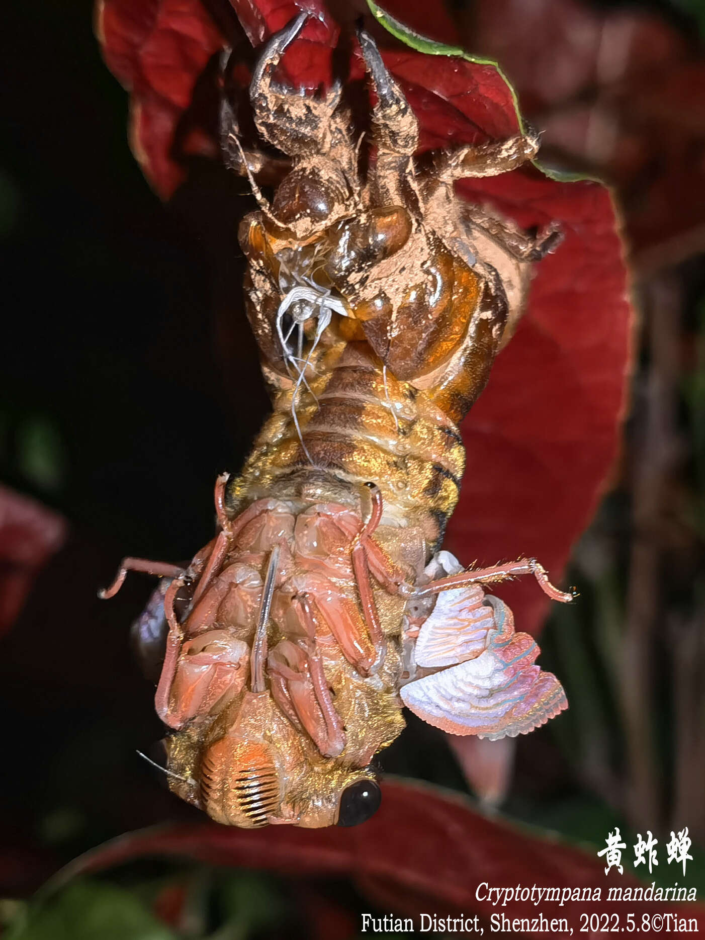 Image of Cryptotympana mandarina Distant 1891