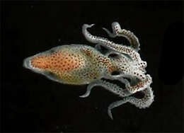 Image of Whitespot octopus