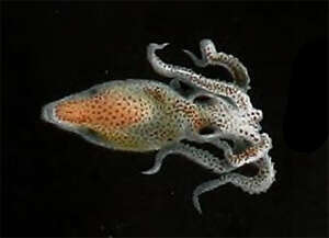 Слика од Callistoctopus macropus (Risso 1826)