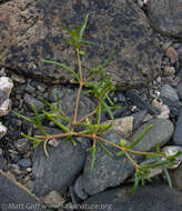 Plancia ëd Spergularia canadensis (Pers.) G. Don