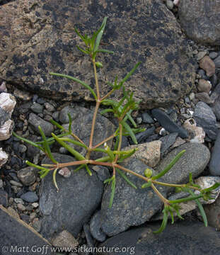 Image of Canadian sandspurry