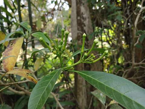 Image of Tabernaemontana alternifolia L.